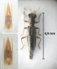 Stenus nitidiusculus